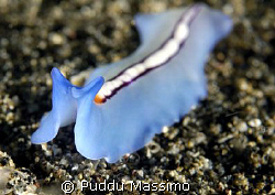 lembeh strait,nikon d2x 60mm macro by Puddu Massimo 